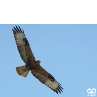 گونه سارگپه پا بلند Long-legged Buzzard